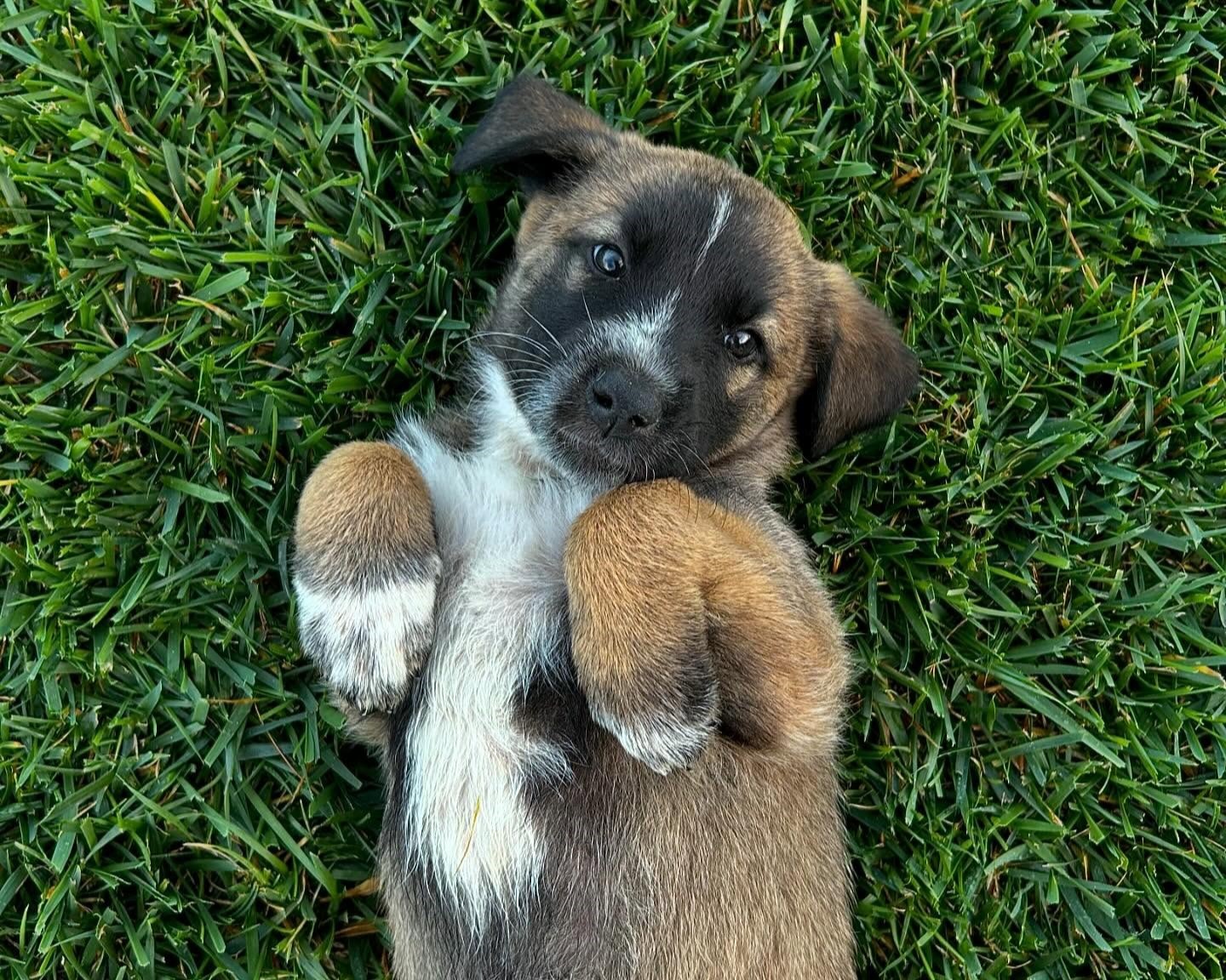Estrela